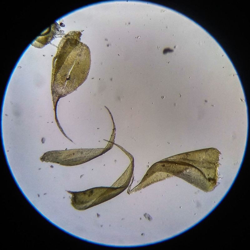 IMG 20250614 205231 HDR