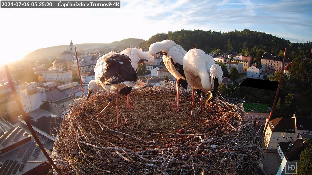 Tiešraidē no stārķa ligzdas uz alus darītavas skursteņa Trutnovā 6-53-11 screenshot