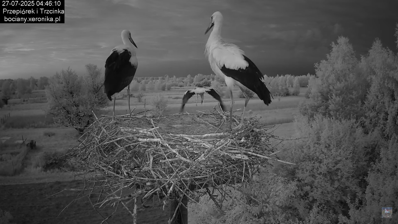 27072025bociany4