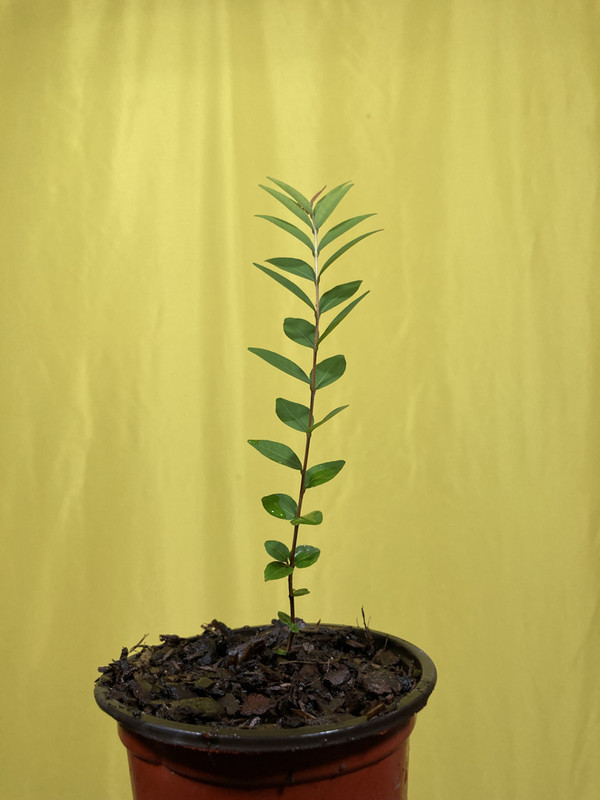 3DC42F9D-2D9C-461B-BFA6-F50F08FDEA9B_1_105_c