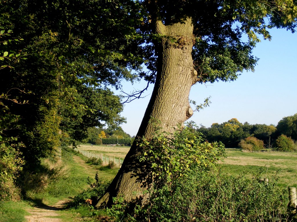Tree-pans-oct2015.jpg