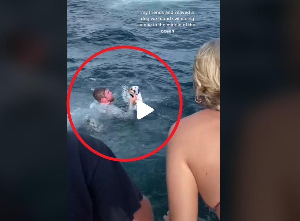 ¡Héroes! rescatan a perrito en mar abierto