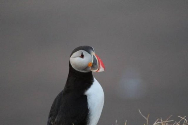 Islandia-21