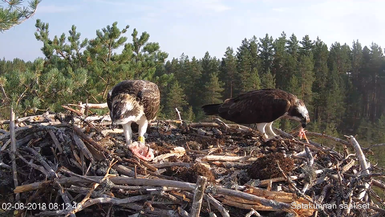 Satakunnan sääkset (Osprey Cam in Finland) - #sääksilive 3-7-14 