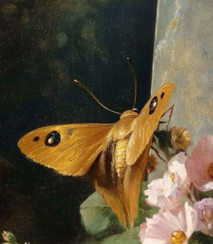 Un papillon étrange
