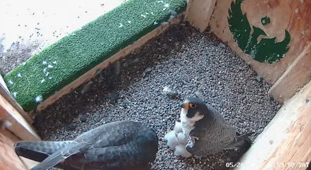 UW Green bay peregrines Przechwytywanie-w-trybie-pe-noekranowym-20-05-2023-212906