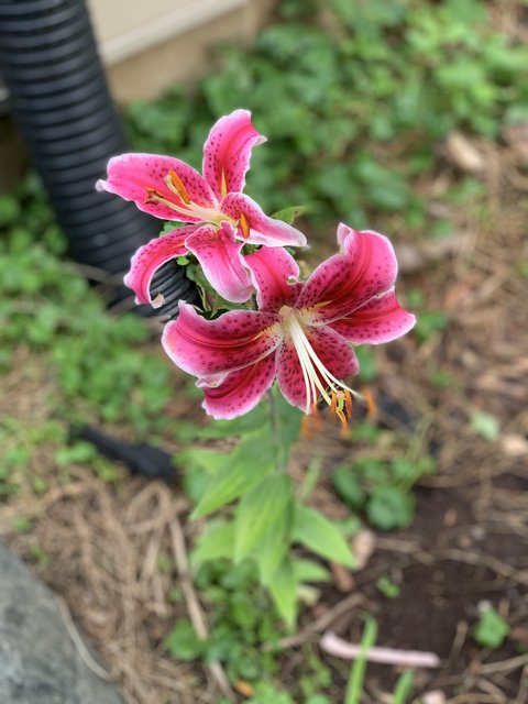 [Image: IMG-6385.jpg]