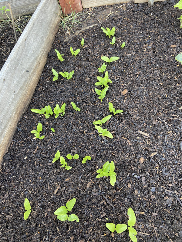 [Image: 3464363-A-AA45-4-C84-BC1-E-7-E81-ECF1-CF86.jpg]