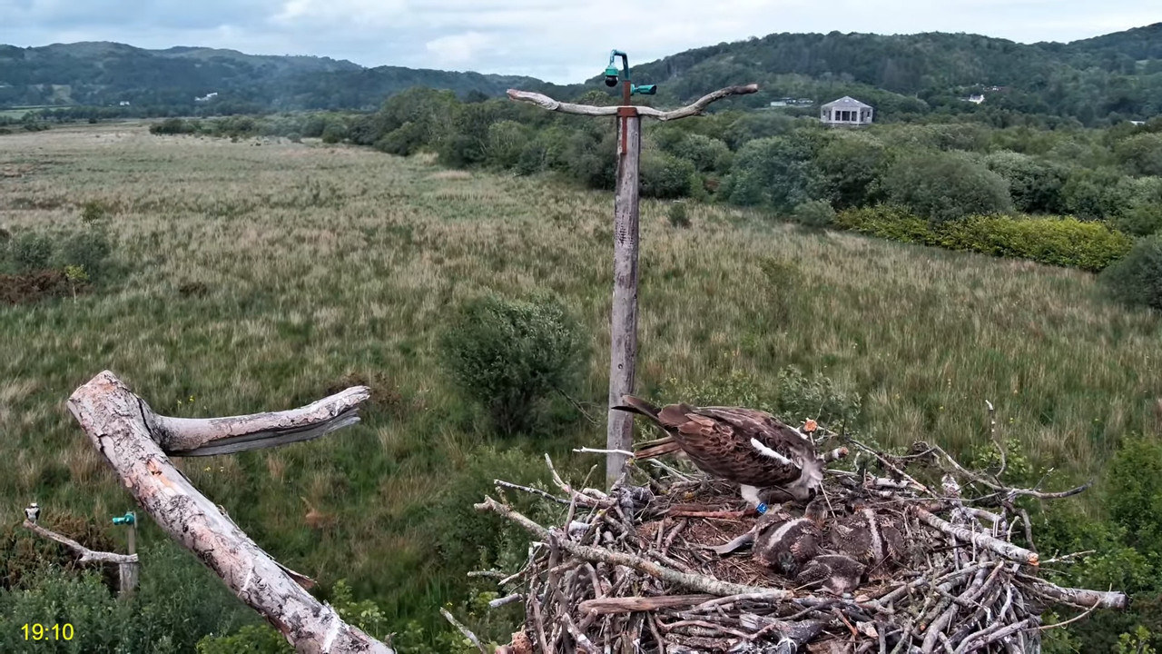 🦅 Dyfi Osprey Project (WALES)_ LIVE STREAMING 2025 in 4K 🦅 11-13-49 screenshot