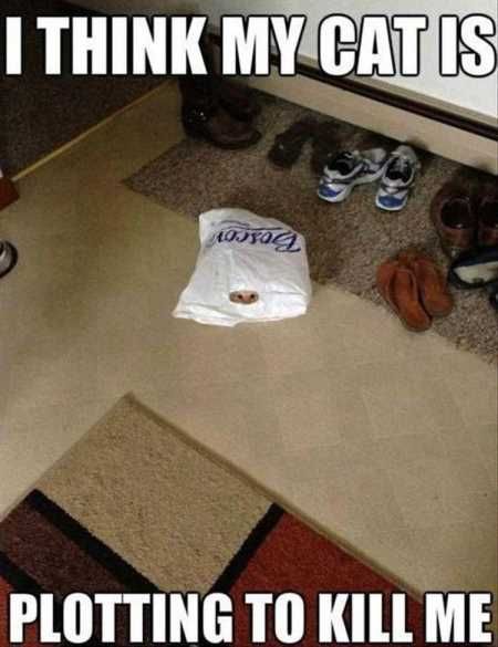 Cat Humor #7
