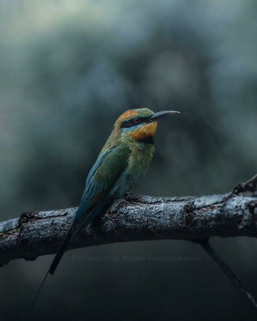 Bird-Bored-Panda-Photography-by-Christine-Ward-65aa55fc81243-700.jpg