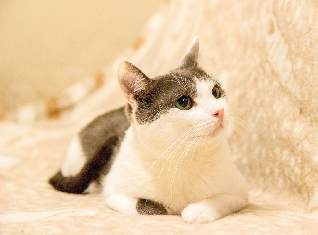 бело-серая-1-13