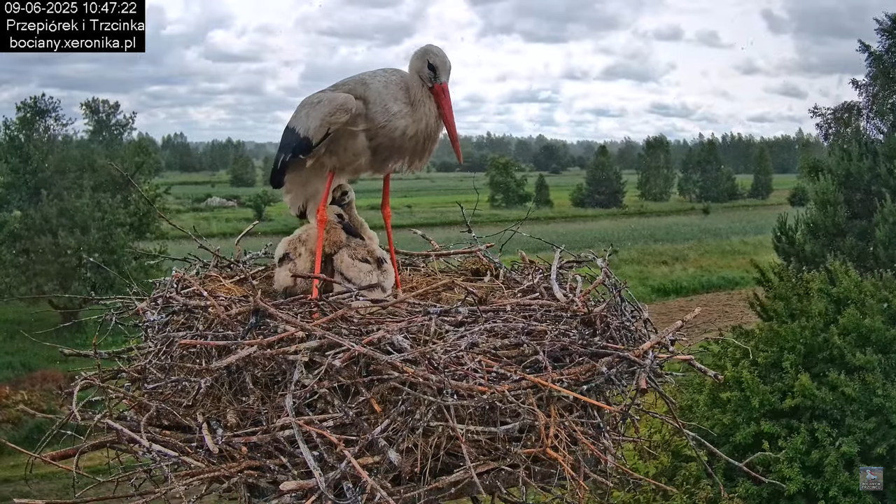 09062025bociany32