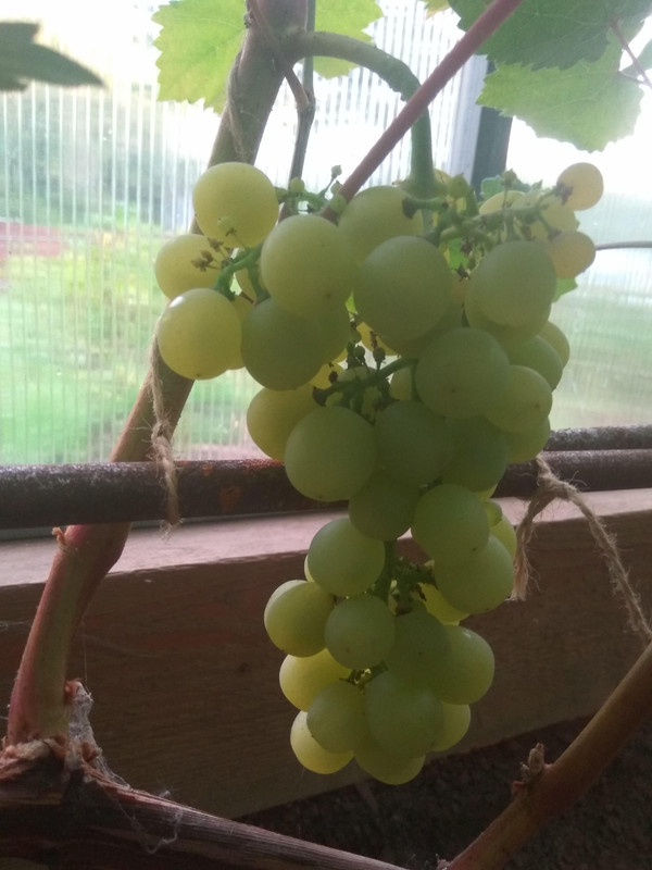 Лиепаяс Дзинтарс фото от 22.08.2018.