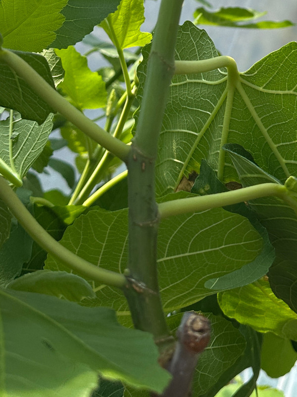 figs-582.jpg