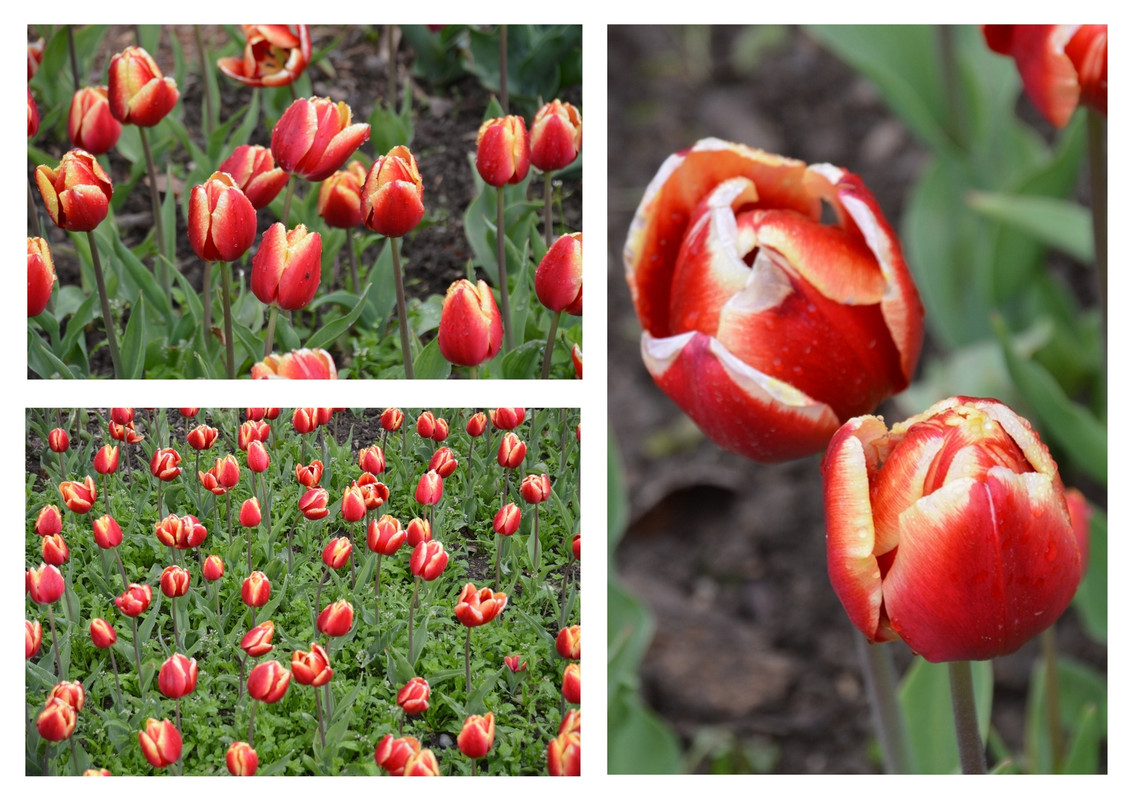 Новый коллаж.jpg 48