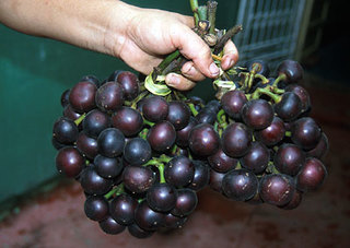 pourouma cecropiifolia