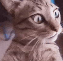 Adrian-van-Angel-Trance-Dizziness.gif