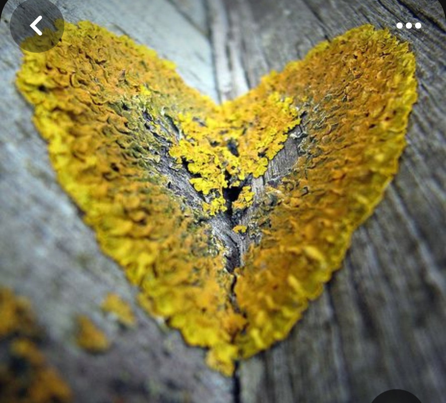 Screenshot_20240214_180001_Pinterest