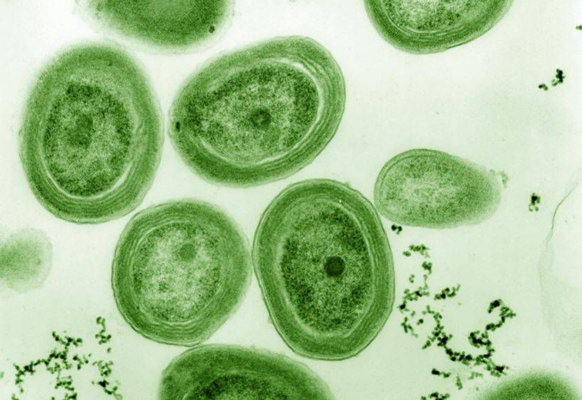 NASA: Cianobatteri per respirare su Marte?