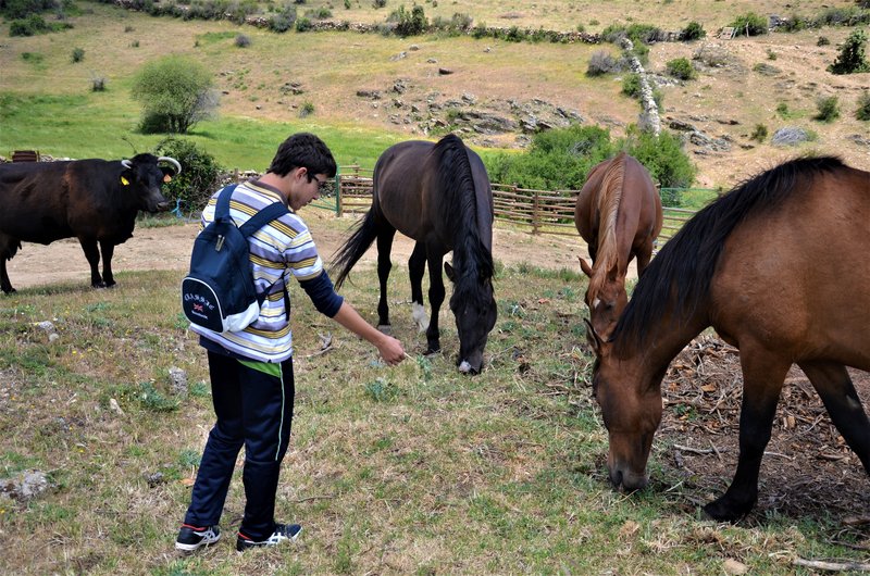 EMBALSE PUENTES VIEJAS, FORTINES Y ANIMALES-24-5-2014-MADRID - Paseando por España-1991/2016 (36)