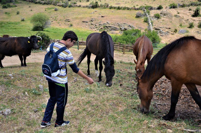 EMBALSE PUENTES VIEJAS, FORTINES Y ANIMALES-24-5-2014-MADRID - Paseando por España-1991/2015-Parte-1 (36)