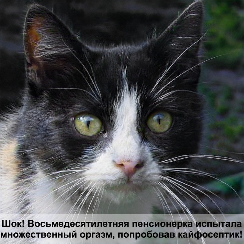 старая кошка теряет шерсть