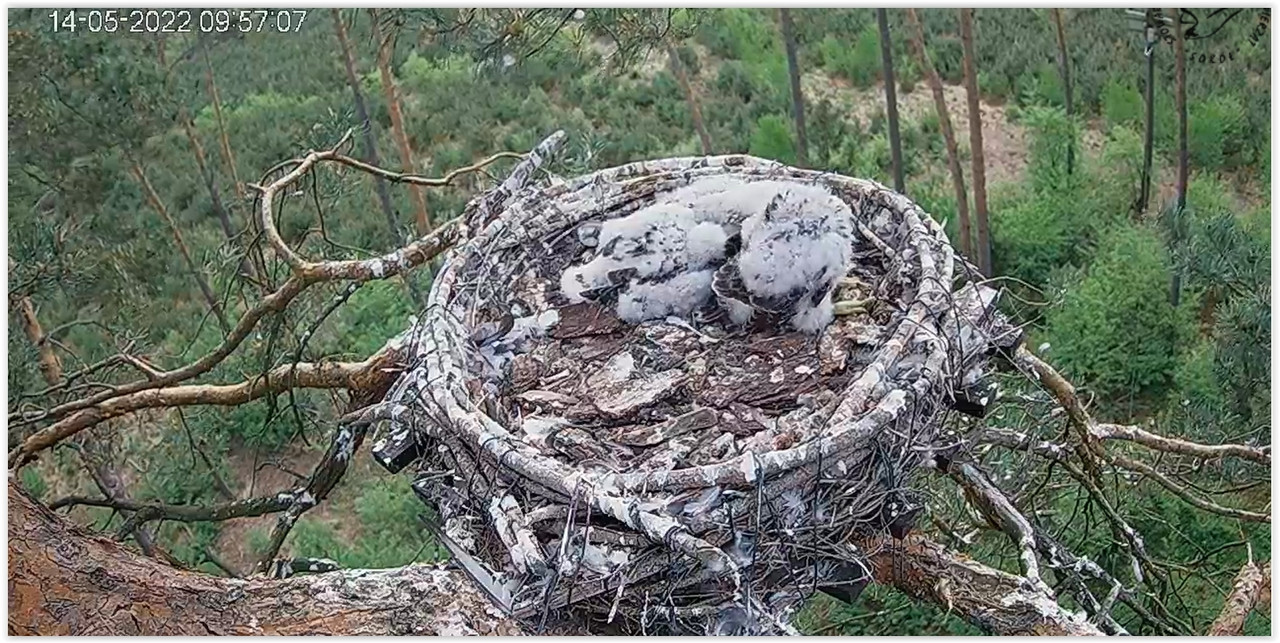 Screen Shot 05-14-22 at 09.57 AM 001