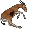 carcass-redfrontedgazelle.png