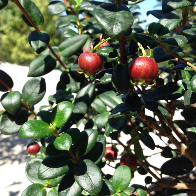 Ugniberry - 1