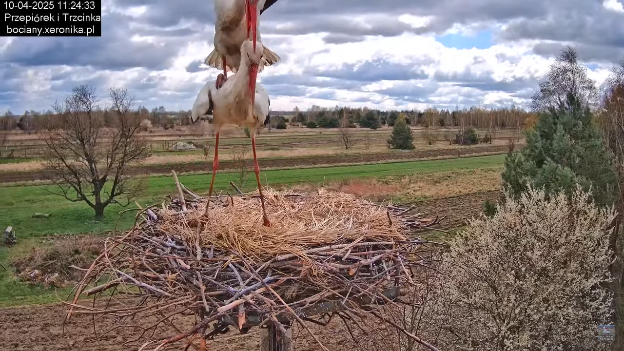 10042025bociany (37)