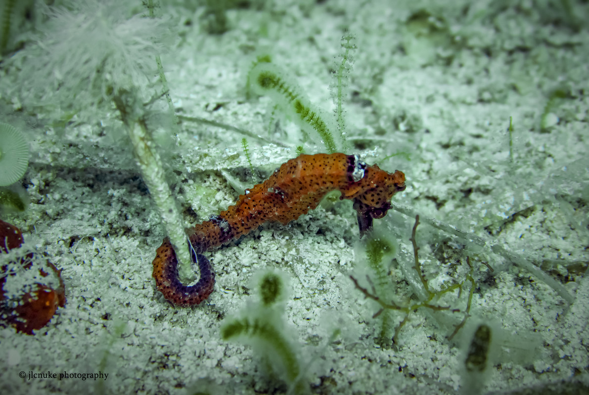 Seahorse Bahamas 11-2020