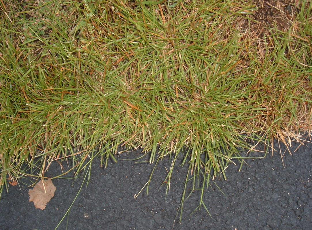 grass
