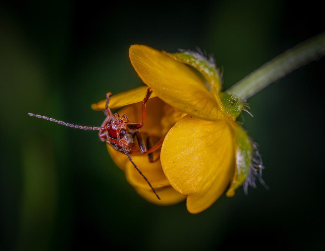 yellowflowerinsect.jpg