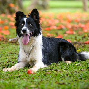 border-collie