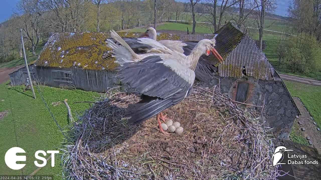 Baltie stārķi (Ciconia ciconia) Tukuma novadā - LDF tiešraide __ White storks in Tukums, Latvia 8-13