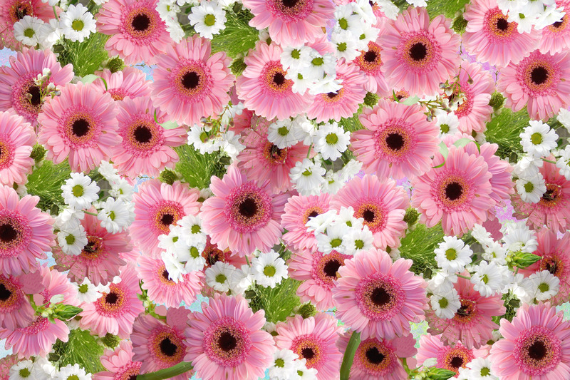 flowerspinkdaisy.jpg