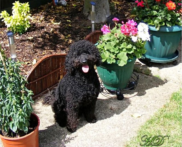 stan-in-the-garden-HD.jpg