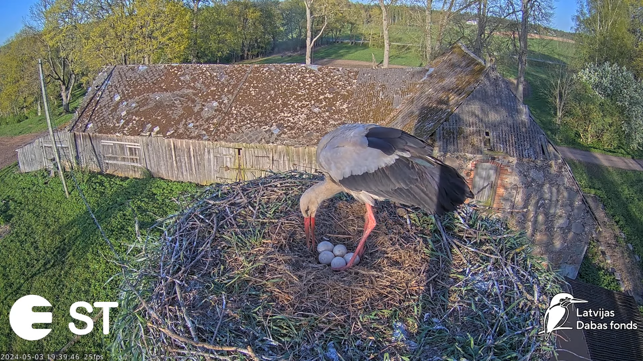 Baltie stārķi (Ciconia ciconia) Tukuma novadā - LDF tiešraide __ White storks in Tukums, Latvia 12-5