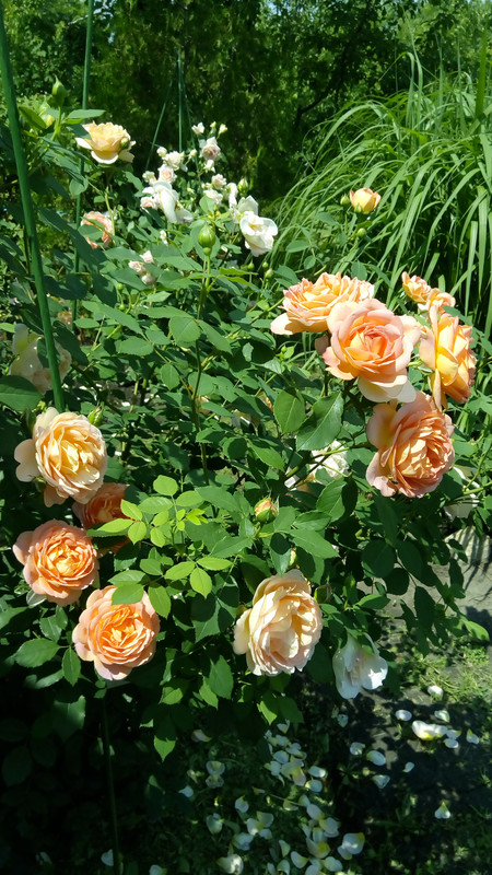 SAVE_20240531_091419