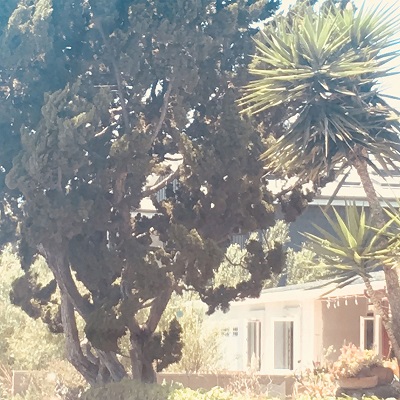 Lana Del Rey - Venice Bitch [single] (2018) .mp3 - 320 kbps