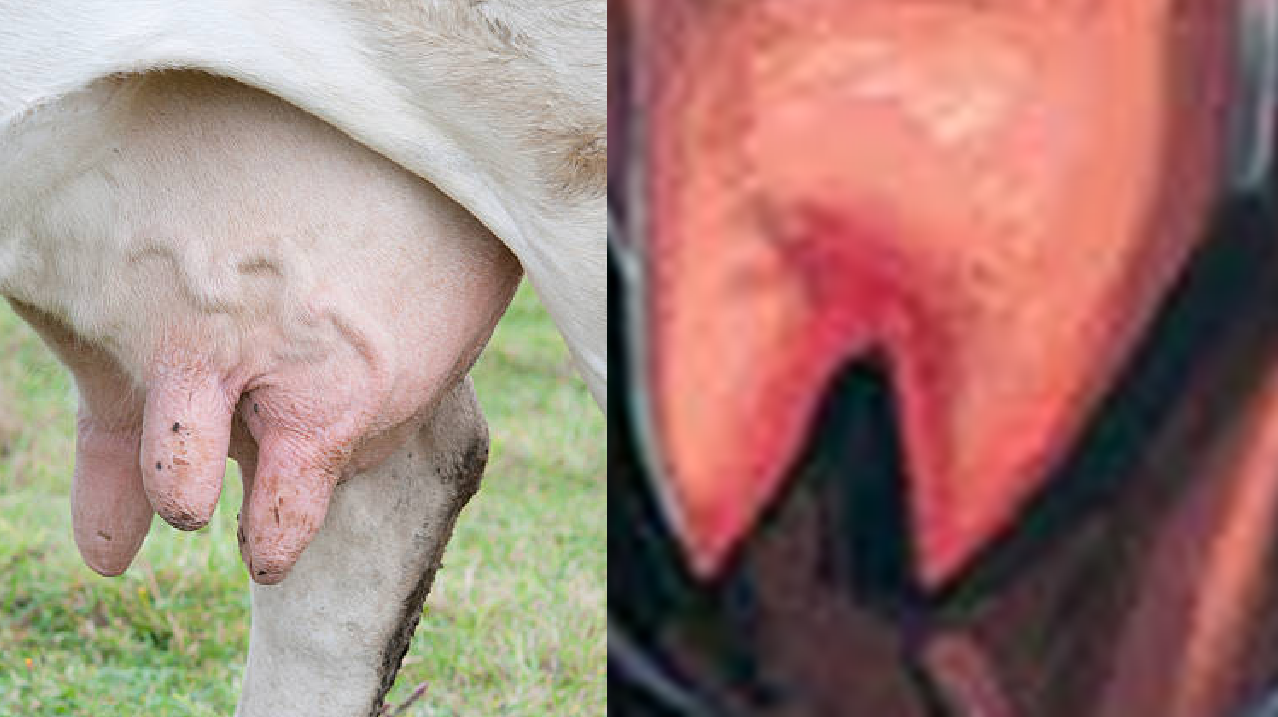 neo-udder.png