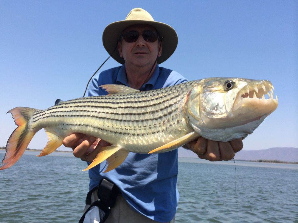 Tiger Fish