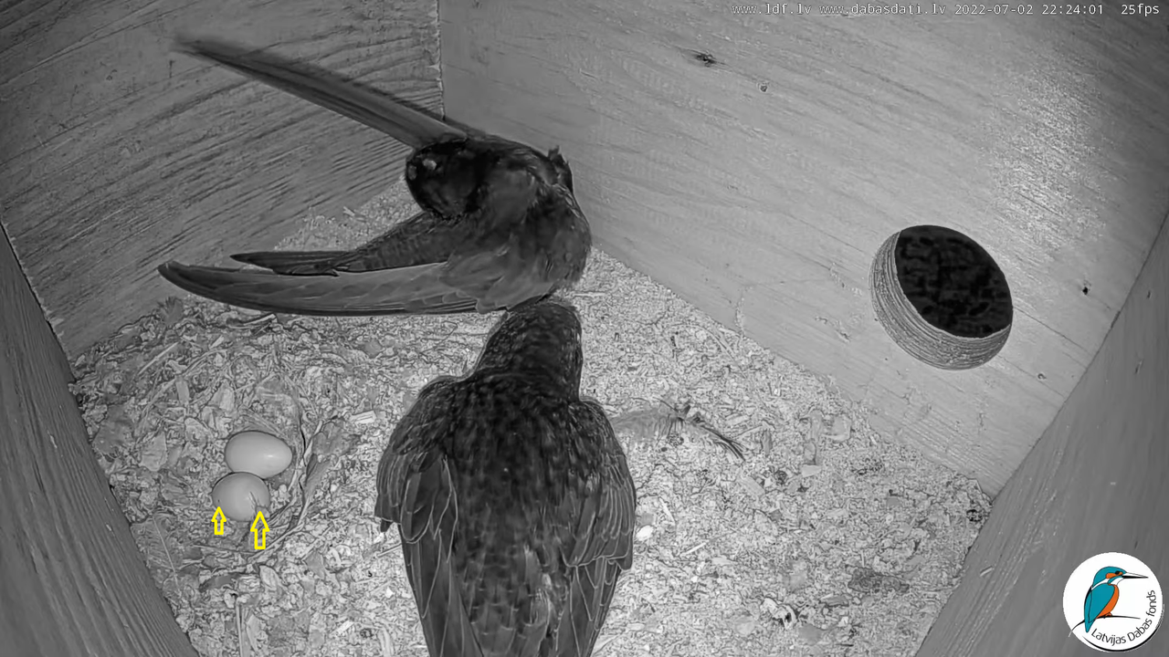 Svīre (Apus apus) Cēsu pils - LDF tiešraide _ Būris 12-38-21 labots