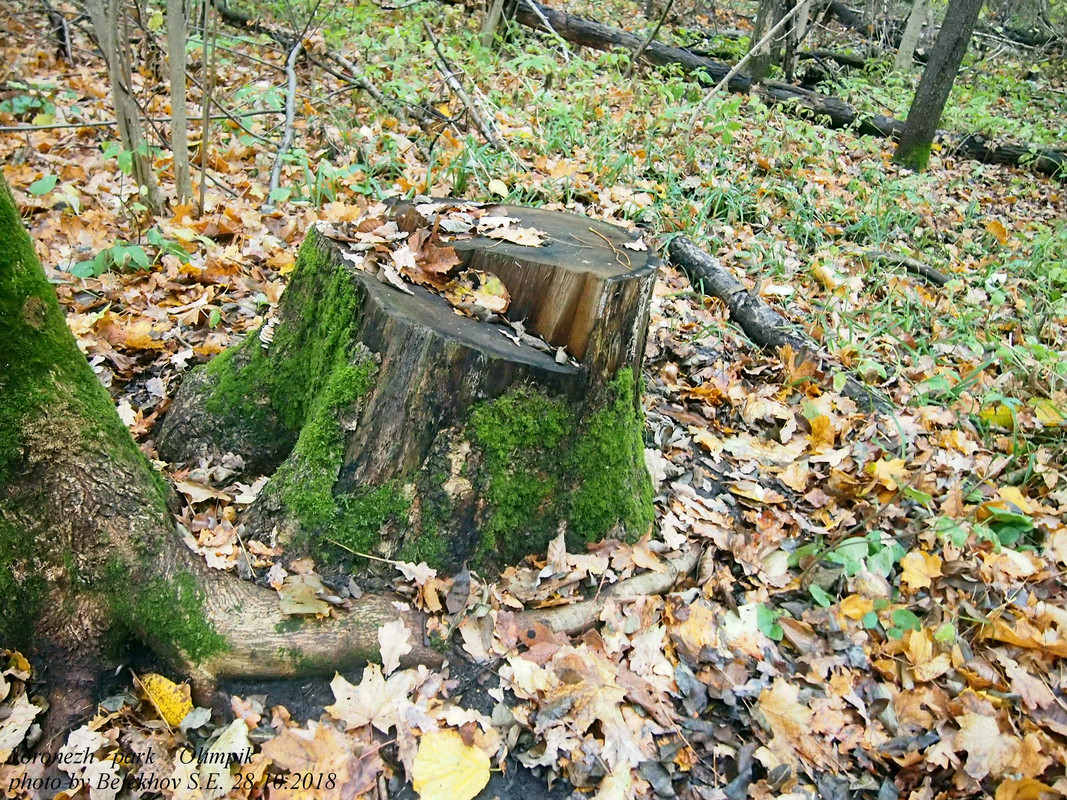 Воронеж, осень, парк