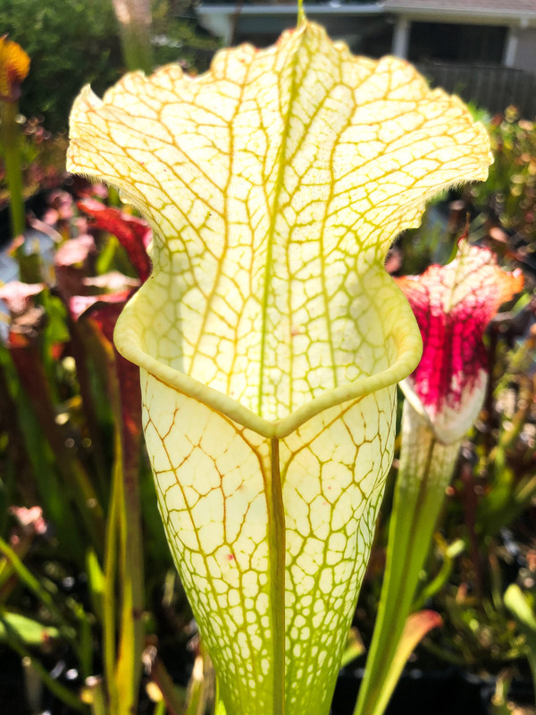 77D36863-A9EA-47CA-97AA-C4286AA1C62C