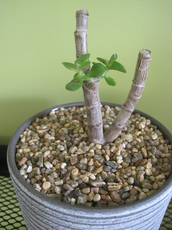 В день кардинальной обрезки 05 февраля 2023 г.