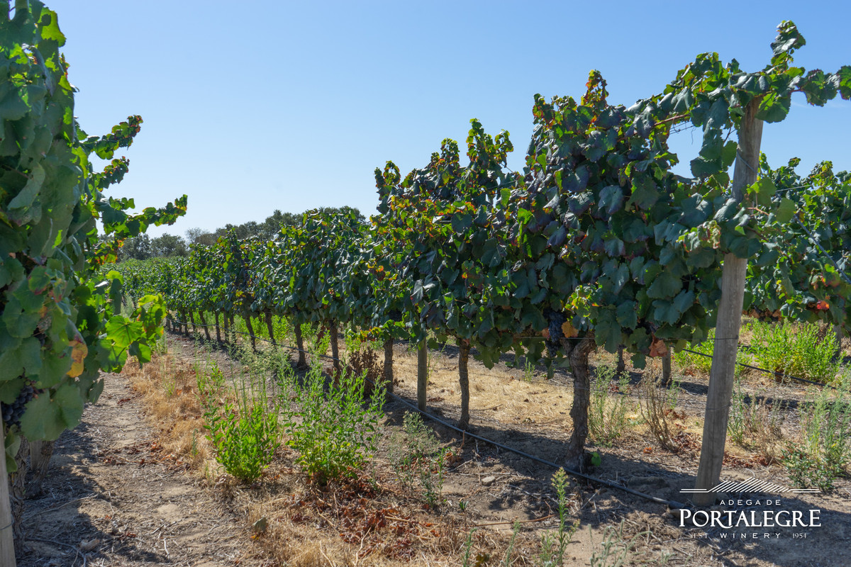 VINDIMAS NA ADEGA DE PORTALEGRE PROMETEM VINHOS COM MAIOR QUALIDADE 1