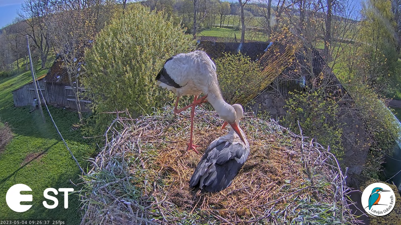 Baltie stārķi (Ciconia ciconia) Tukuma novadā - LDF tiešraide __ White storks in Tukums, Latvia 10-3