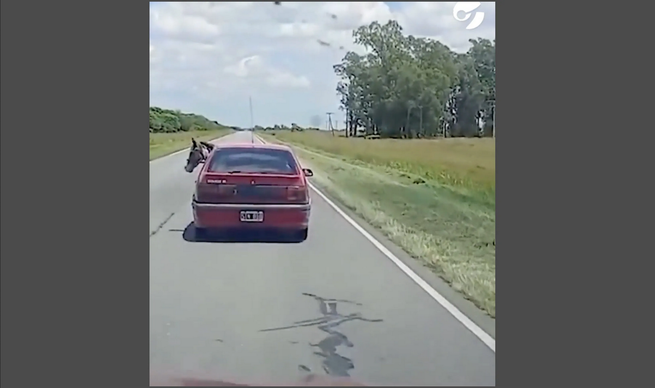 ¡Insólito!, sube a su caballo al asiento trasero de un Renault